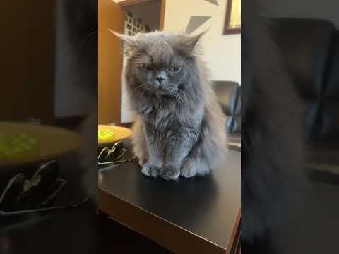 Momento saliente 0:00 - 4:43 da Lavinia Florea sta trasmettendo dal vivo.