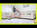 My Dogs Funny Reaction When I Throw Pillows At Him He Gets Scared