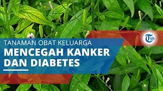 Daun Sambiloto, Mencegah Kanker dan Diabetes