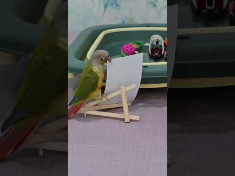 When Your Parrot Thinks He Owns the Place!😁#parrot #caique #dexter #shorts #funny #pineappleconure