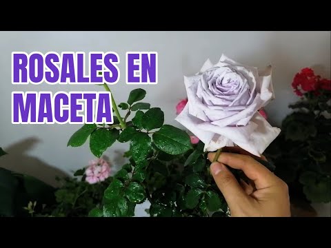 , title : 'rosales en maceta chuyito jardinero'