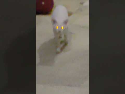 #cat #catsmusic #guitar