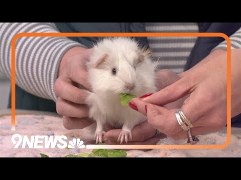 Thinking of getting a pet? Meet Jo, an adorable guinea pig! - YouTube