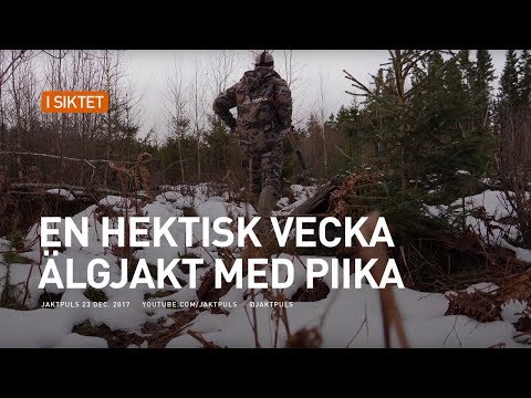 En hektisk vecka (älgjakt med Piika