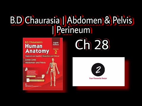 Perineum Antomy | Abdomen and Pelvis | Chapter 28 | BD Chaurasia | Volume 2