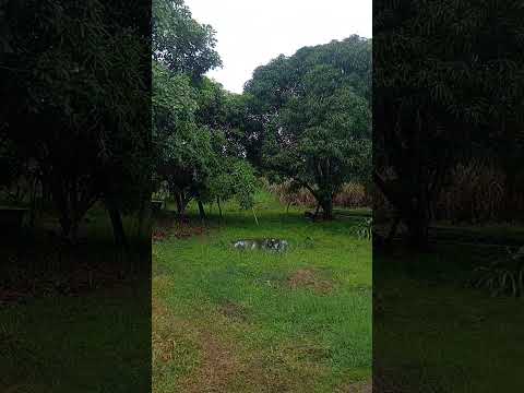 lá onde canta o  sabiá - Miguel Alves no interior do Piauí.  #piauiense