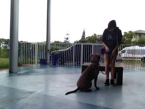 Nahla - Basic Leash Walking