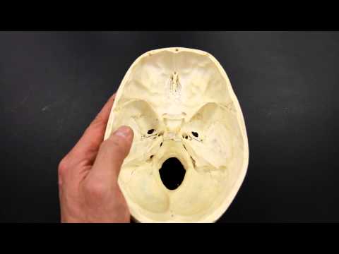 SKELETAL SYSTEM ANATOMY: Cranial fossa of the human skull