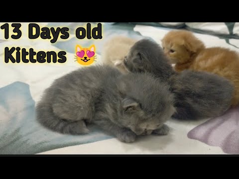 Kitten are getting bigger😊 || Meowing loudly😻 #cat #cats #trending #viral #kitten