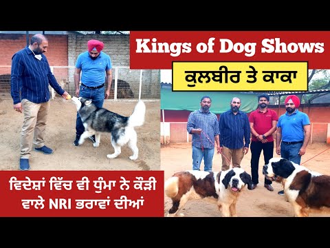 ਦੇਖੋ ਕਿਸ ਕੋਲ ਨੇ 10-10 ਲੱਖ ਦੇ ਵਿਦੇਸ਼ੀ ਕੁੱਤੇ | Kings of Dog Shows-Kulbir & Kaka