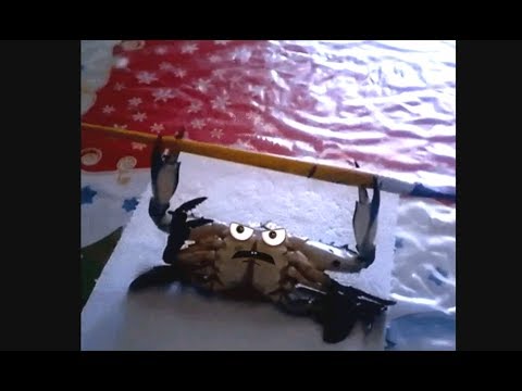 Everything is better with Doodles   Real Life Doodles Compilation