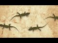 Lizard Attacks Make The Cat Inflamed Cat Games