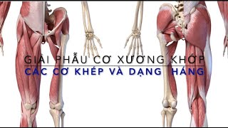 Các cơ khép háng và dạng háng