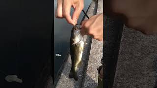 釣った池②　6/18 #バス釣り