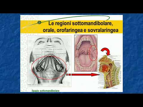 Parte bassa della schiena dolorante e cede sotto il ginocchio Dove larticolazione del ginocchio cane