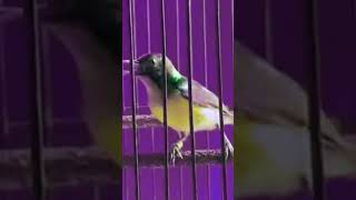 Download lagu Kolibri kelapa gacor agresif full emosi #korlapgacor #kolibrikelapa #burungwiceh #shorts #birds mp3