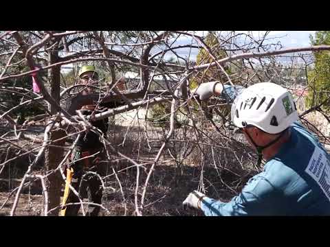 Pruning with the Pros - Thinning the Canopy of a Crab Apple Tree