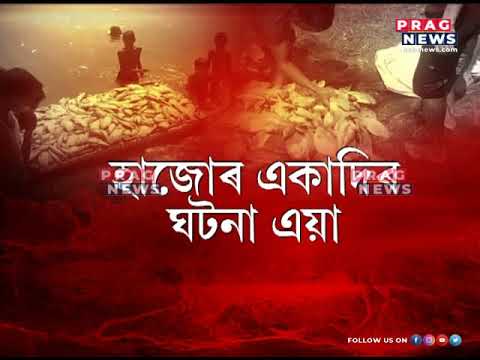 Mass death of fishes in Hajo: miscreants added poison in the pond