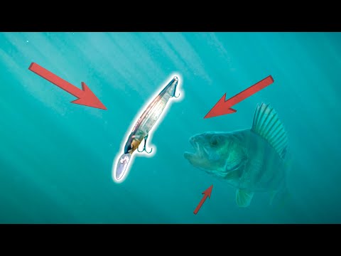How to catch monster perch with hardbaits! (English subtitles)