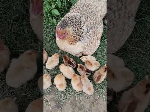 mama hen and chicks sound