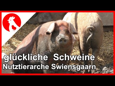 065 🐽 Glückliche Schweine 🐖 - Nutztierarche Swiensgaarn -  Jensman and the Huhns 🐔