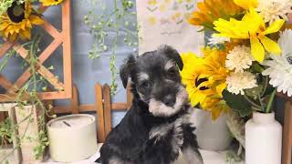 ミニチュアシュナウザーの動画01