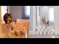 Funny Animal Videos Whatsapp Status Challenge Jumping Dogs Cats