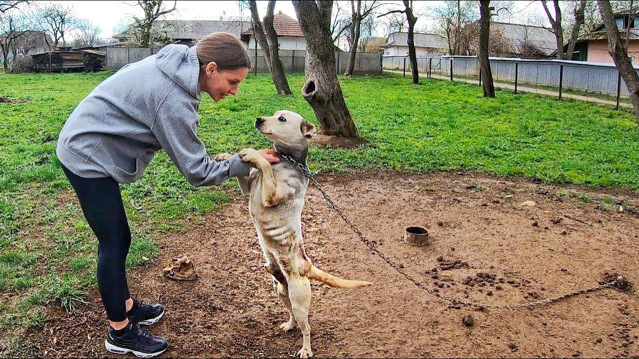 Pit Bull Starved on Heavy Chain all his Life! He Grabbed my Hand and Asked to Rescue Him