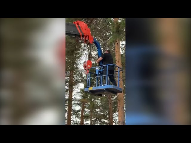 В Чуне спасли кота, который застрял на дереве на высоте третьего этажа