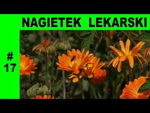 Zwiększenie potencji u chorych na cukrzycę Wartość torus wisiorek młot