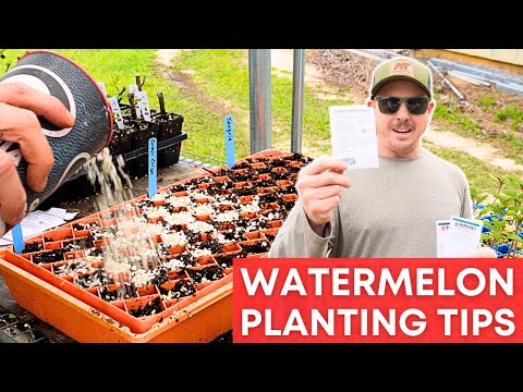 Grow Your Own Seedless Watermelons | 5 EASY TIPS!