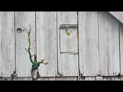 Youngest Two American Kestrel Chicks Fledge (edited) – July 14, 2018