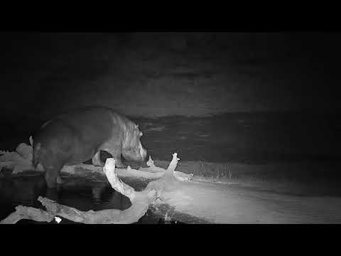 Djuma: Lone Hippo(healing leg) leaving the pan - 19:00 - 08/17/19