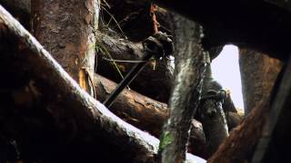 Grafton Monster of Taylor County