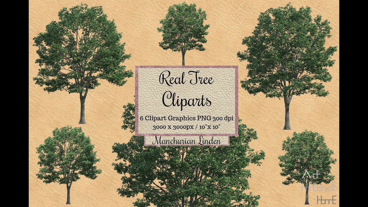Real Tree Cliparts - Manchurian Linden - photoshop overlays png, Tree layout, transparent background