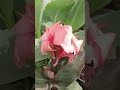 Canna Bronze Peach. #imelineinglitrompet #kauniskanna #garden
