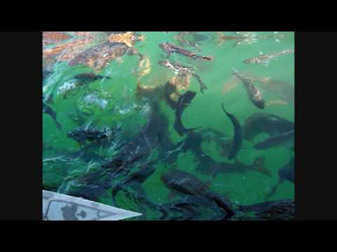 Steve Haze - Catch It (Purepuremusic Reedit)