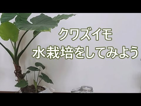 モンステラ・デリシオサと競合する野外クワズイモを維持するにはどうすればよいですか?  庭園