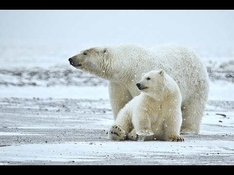 [Doku HD] Spitzbergen - Eisbären-Fans auf Polarkreuzfahrt