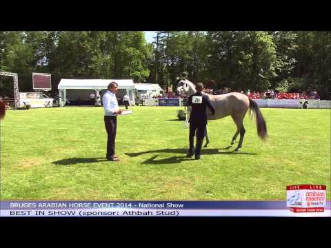 Bruges - National Show - Best In Show