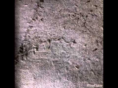 Webbing Clothes Moths in Freehold, NJ