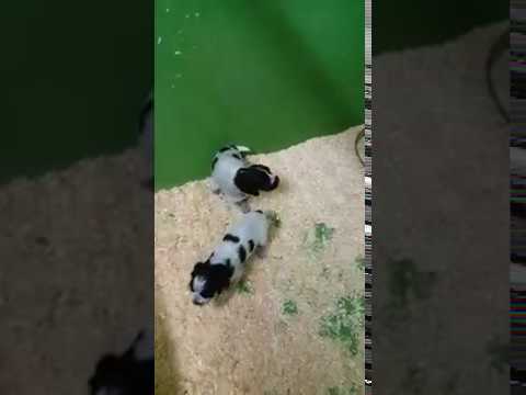 9 chiots Griffons korthals LOF
