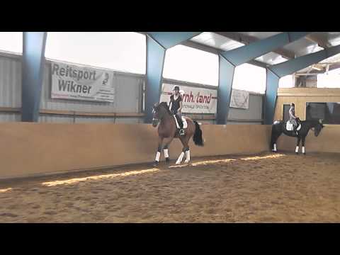 5 jähriger Wallach v. Belissimo Reiterhof Dannenbring