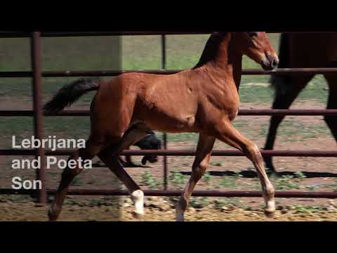 2021 Bay PRE colt Lebrijana x Poeta de Susaeta