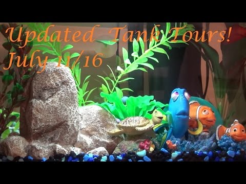 Updated Betta Tank Tours! 7/11/16 | Harry Potter, Nemo, and Natural Themes