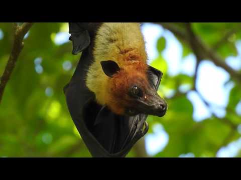 download lagu mp3 mp4 Large Bats In India, download lagu Large Bats In India gratis, unduh video klip Large Bats In India