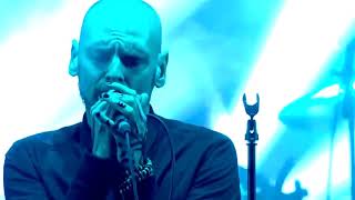 Turn loose the Swans