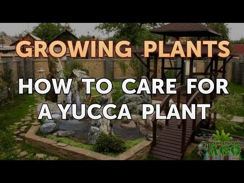 How to Nurse a Dying Ivy Plant Back to Life