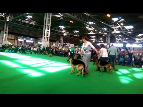 Haida Crufts 2015 junior bitch class