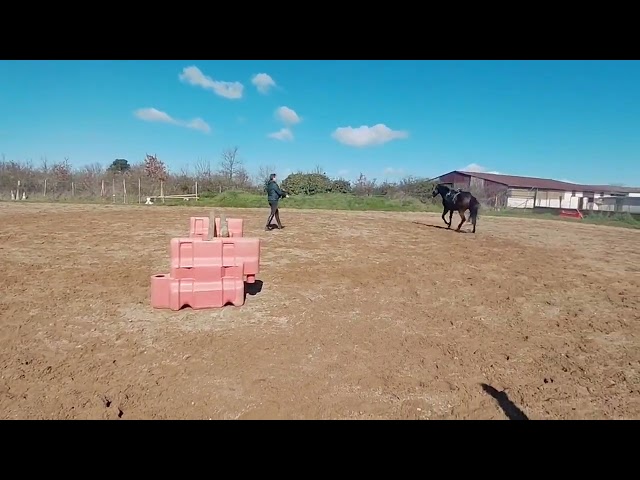 Castrone Anglo-Arabo In vendita 2022 Baio